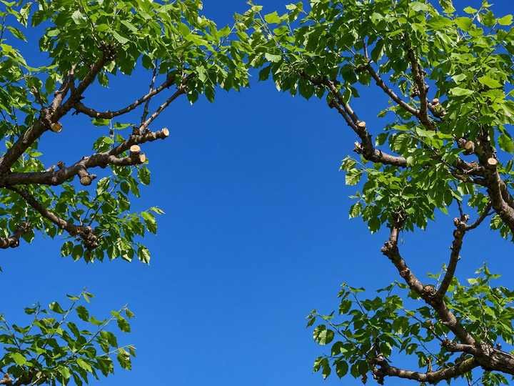 Looking up through a professionally pruned tree canopy