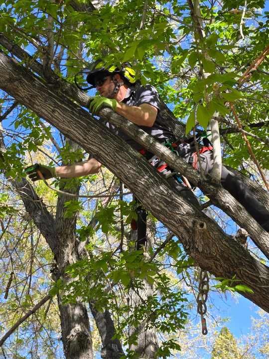A Reno property with mature trees after professional care