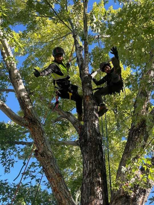 Crew member working from a lift in the canopy of a large tree