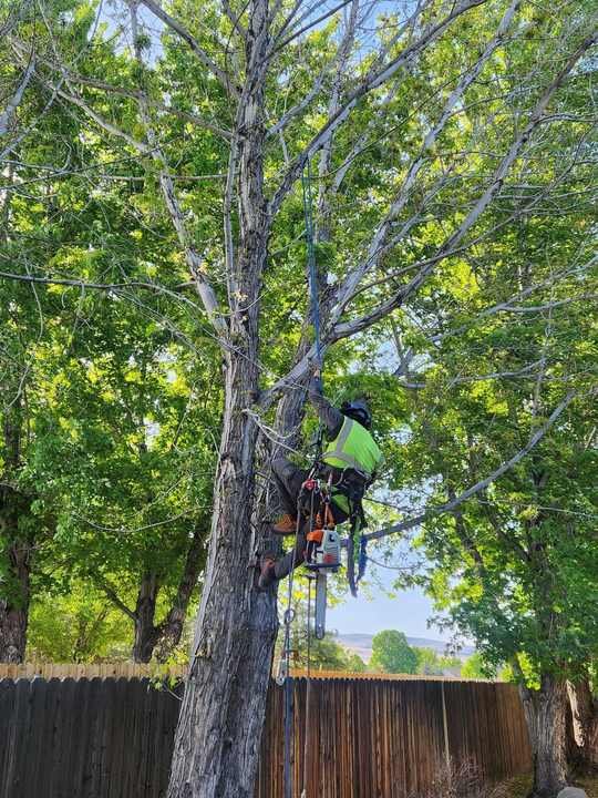 An owner of Stress Free Tree Care on a job site in Reno