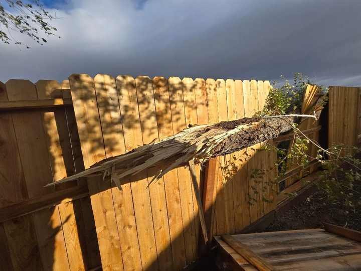 Wind-damaged tree down across a yard