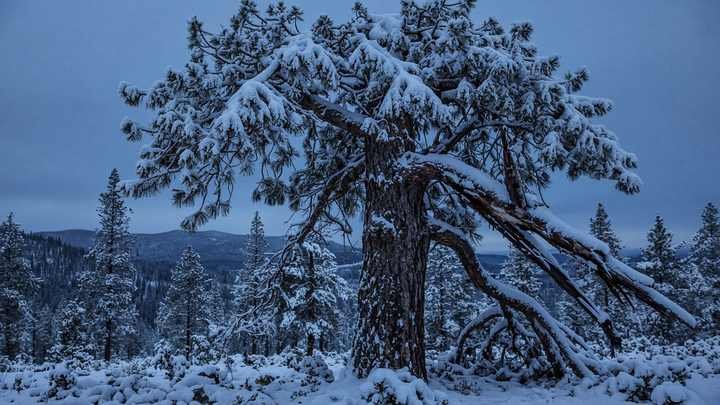Snow-loaded pine in the Sierra foothills after a winter storm